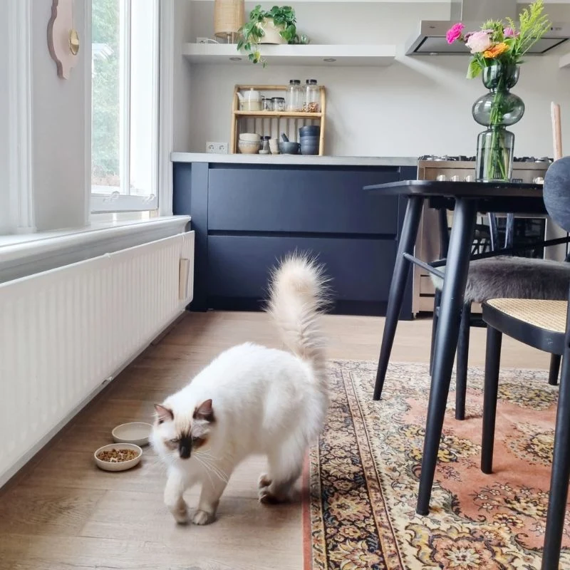 GAMELLE POUR CHAT EN BAMBOU (3 COULEURS DISPO)