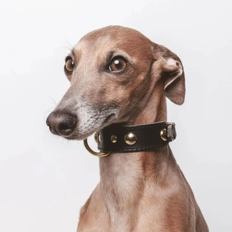 COLLIER EN CUIR POUR CHIEN - NOIR AVEC CLOUS RONDS DORÉS
