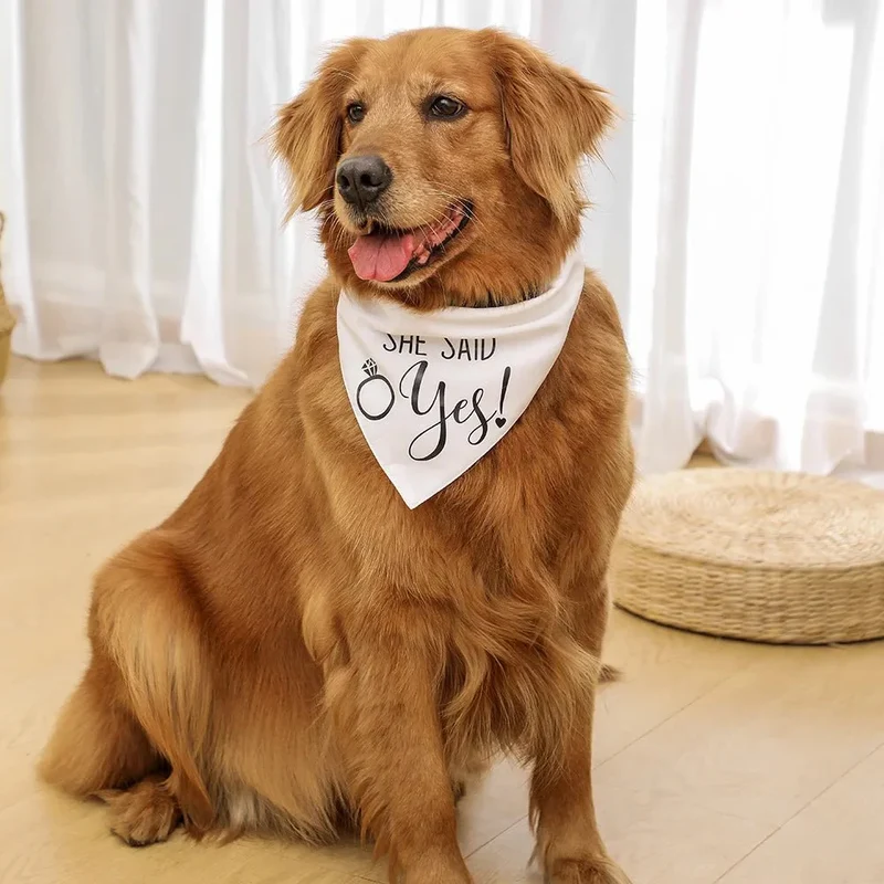 Bandana Mariage Élégant Gros Chien Cérémonie