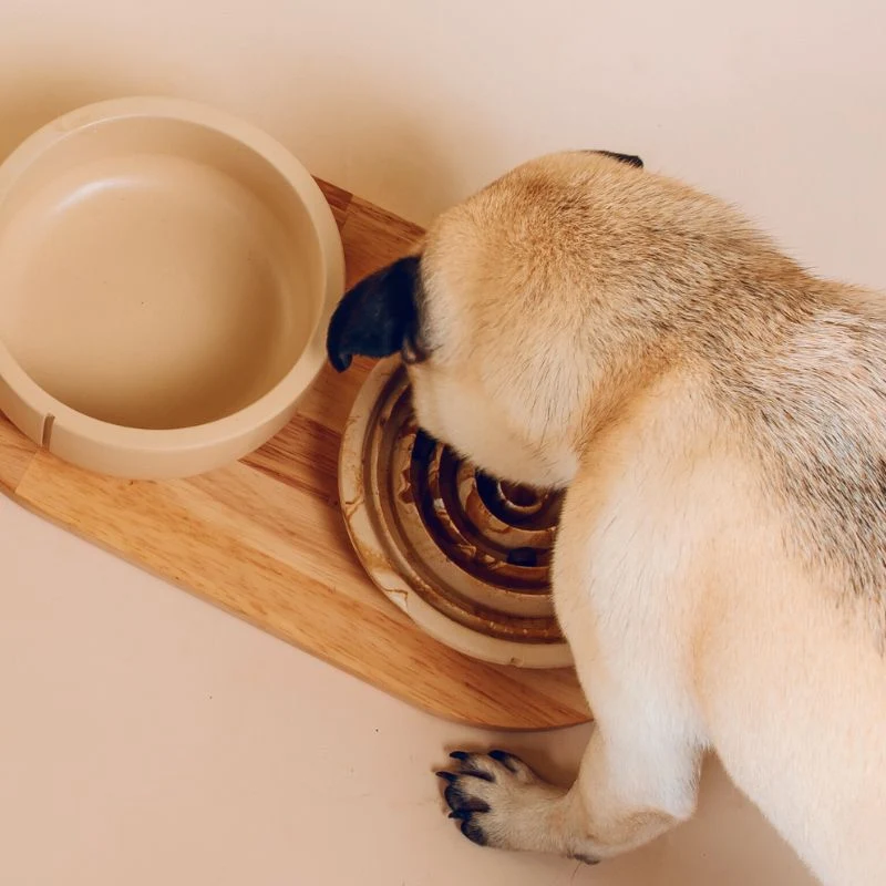 GAMELLE POUR CHIEN OU CHAT - CAMEL 🐪 (3 TAILLES DISPO)