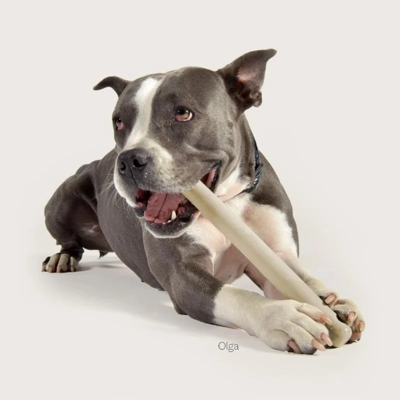 JOUET À LANCER OU À MACHER POUR CHIEN - NOISETTE