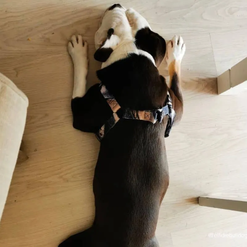 HARNAIS STEP-IN POUR CHIEN - MOTIF WILD & FREE