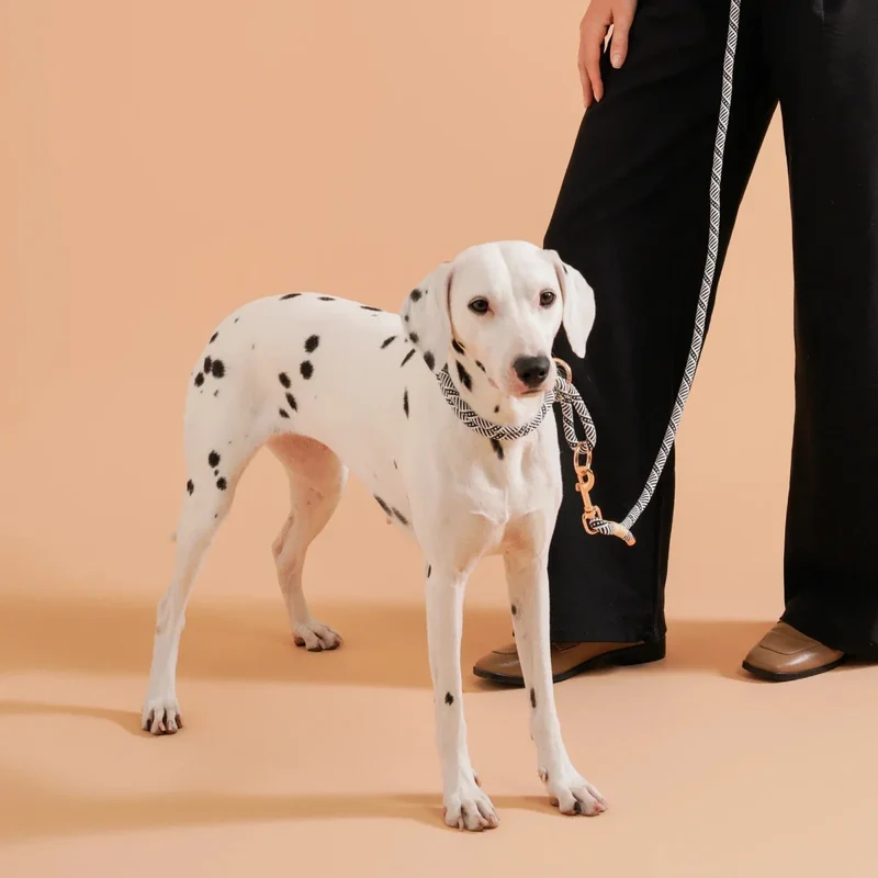 Collier Coulissant Nylon Chiot Beagle Réglable
