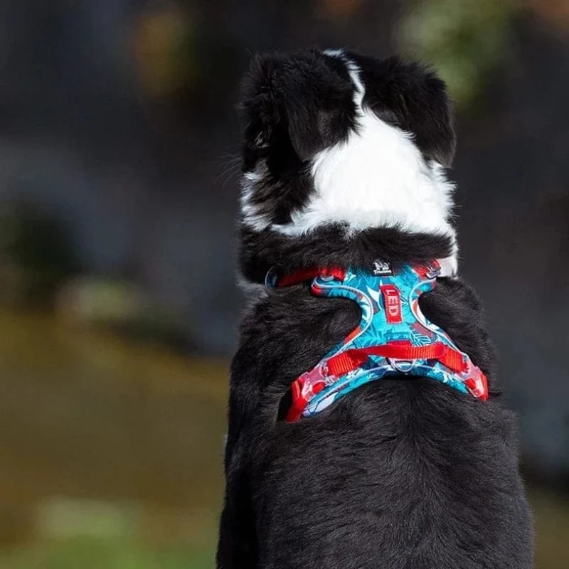 Harnais Anti-Traction Confort Gros Chien