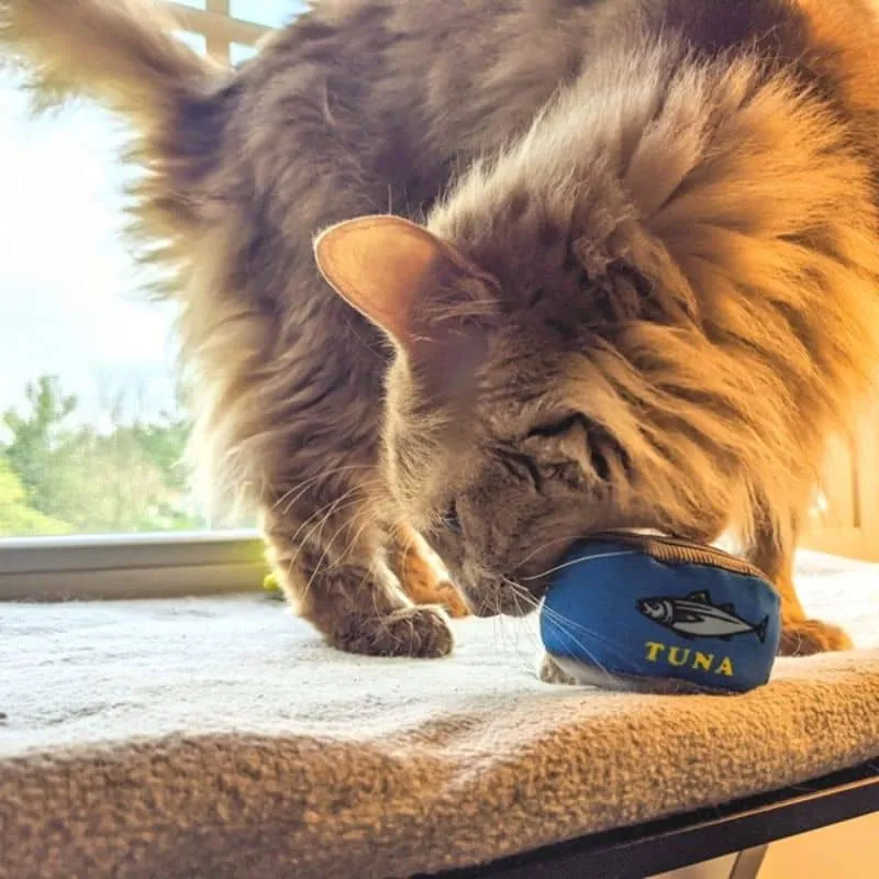 JOUET POUR CHAT À L’HERBE À CHAT - BOÎTE DE THON 🐟