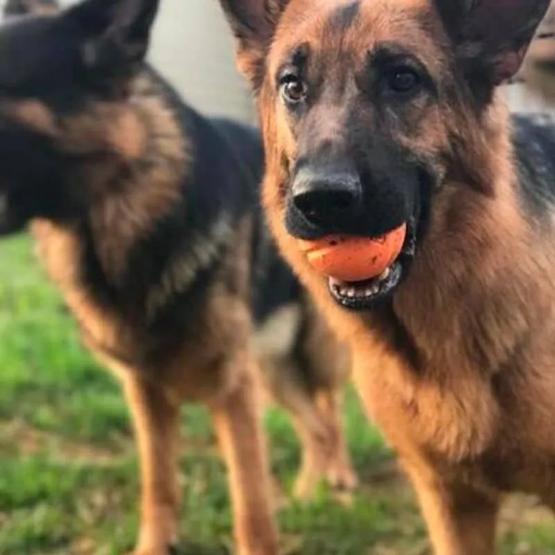 BALLE RÉSISTANTE POUR CHIEN