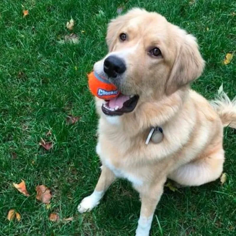 LOT DE 2 BALLES DE TENNIS POUR CHIEN (2 TAILLES DIPO)