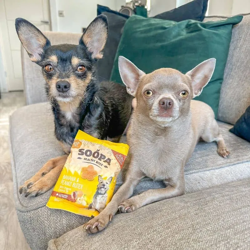 FRIANDISES D'ÉDUCATION POUR CHIEN - BANANE ET PEANUT BUTTER 🥜🍌