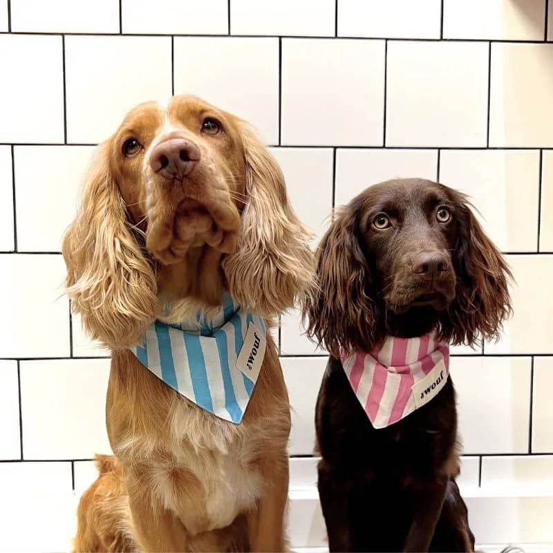 BANDANA POUR CHIEN - RAYURES BLEU