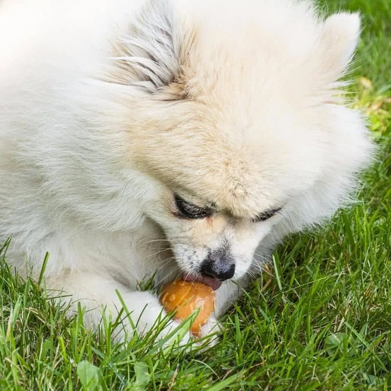 FRIANDISE DENTAIRE À MÂCHER POUR CHIEN - FRUIT (SACHET DE 18 PIÈCES) 🍌🍑🍐