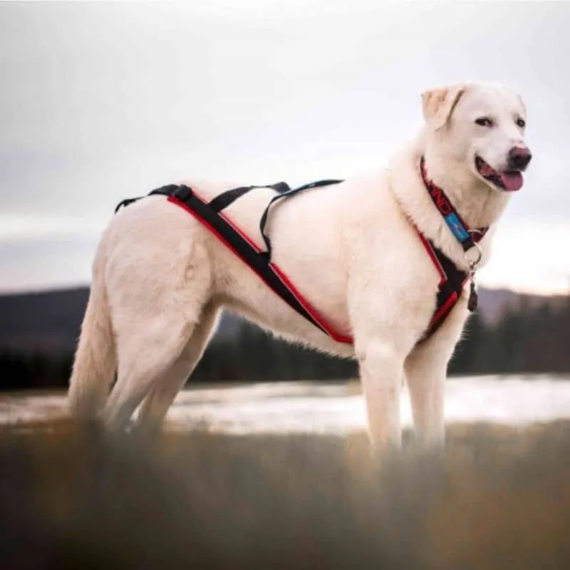 HARNAIS DE CANICROSS POLAR QUEST EVO
