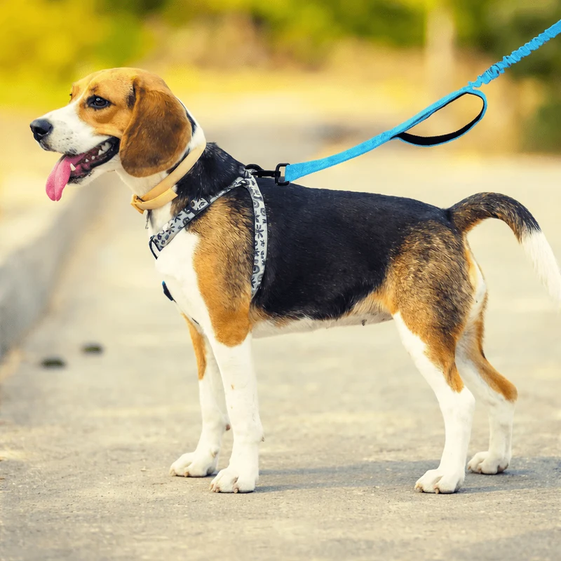 Laisse Canicross Légère Petit Gros Chien