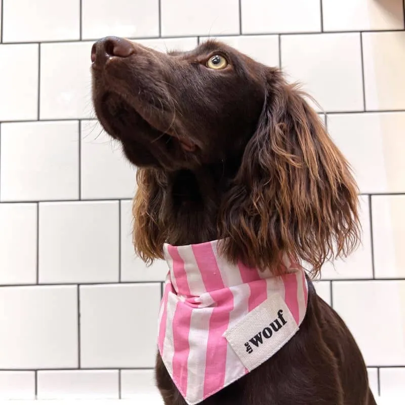 BANDANA POUR CHIEN - RAYURES ROSE