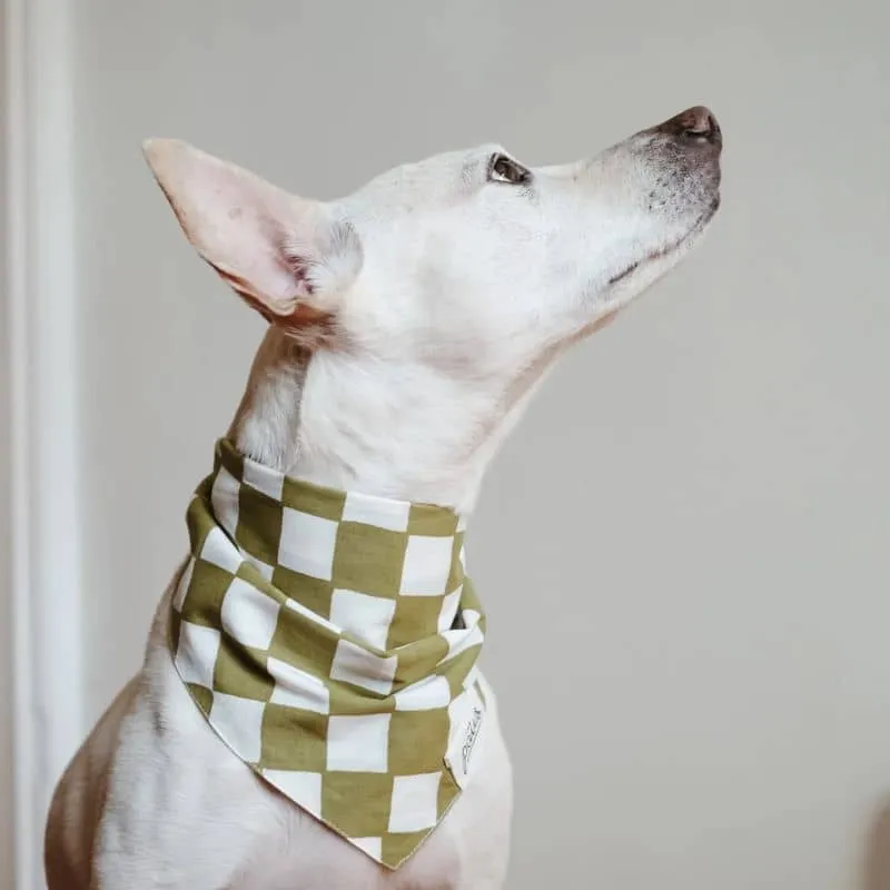 BANDANA POUR CHIEN - CHECKMATE VERT
