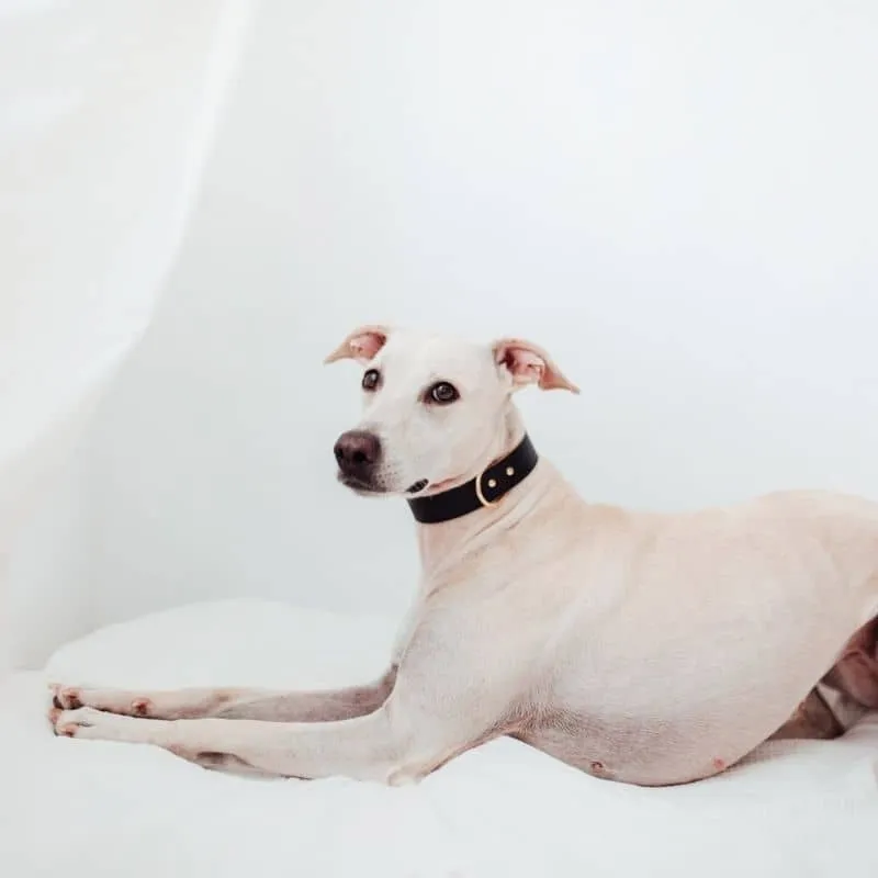 COLLIER EN CUIR POUR CHIEN - NOIR