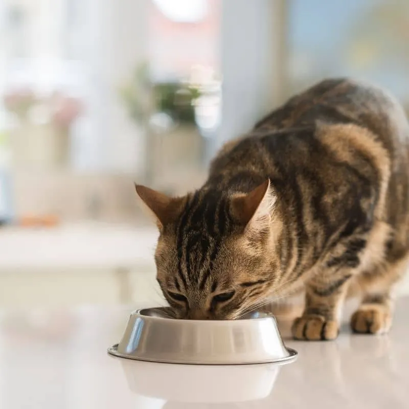 PÂTÉE COMPLÉMENTAIRE POUR CHAT - FILET DE THON