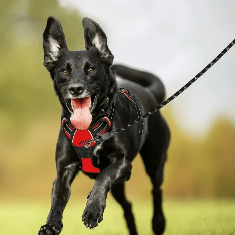 Harnais Réglable Anti-Traction Gros Chien
