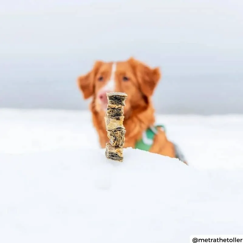 FRIANDISES POUR CHIEN - CUBES DE MORUE SÉCHÉE