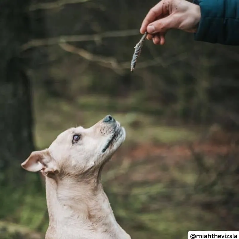 FRIANDISES POUR CHIEN - PETITS SPRATS