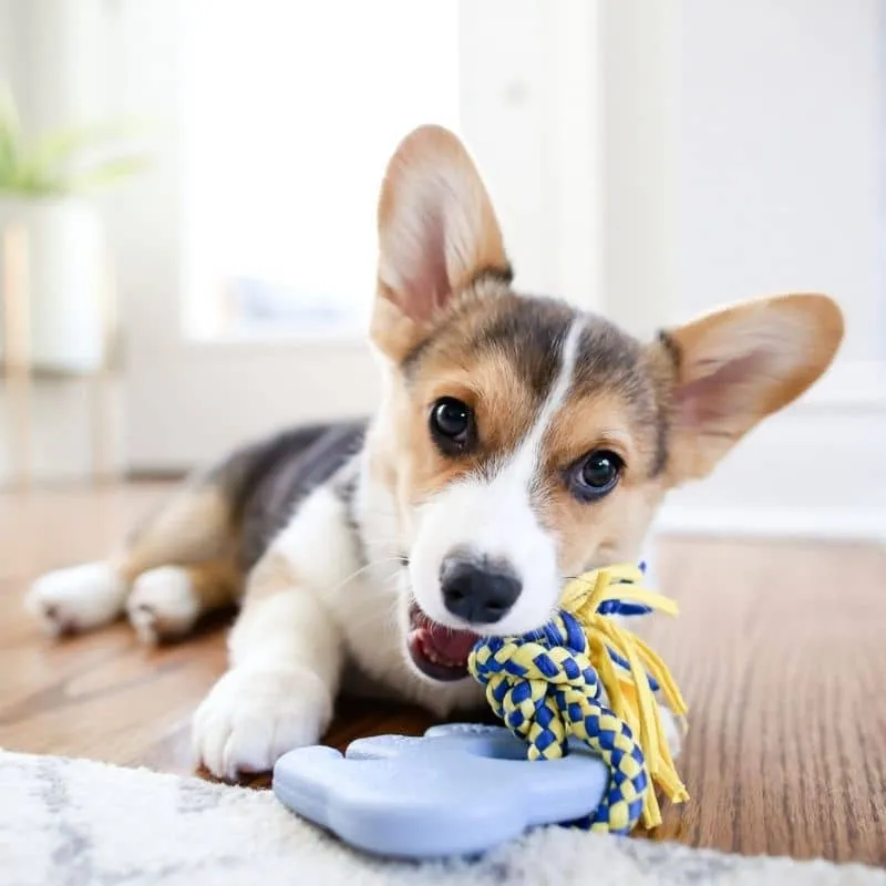 JOUET À MÂCHER POUR CHIEN OU CHIOT - ELEPHANT & CORDE 🐘