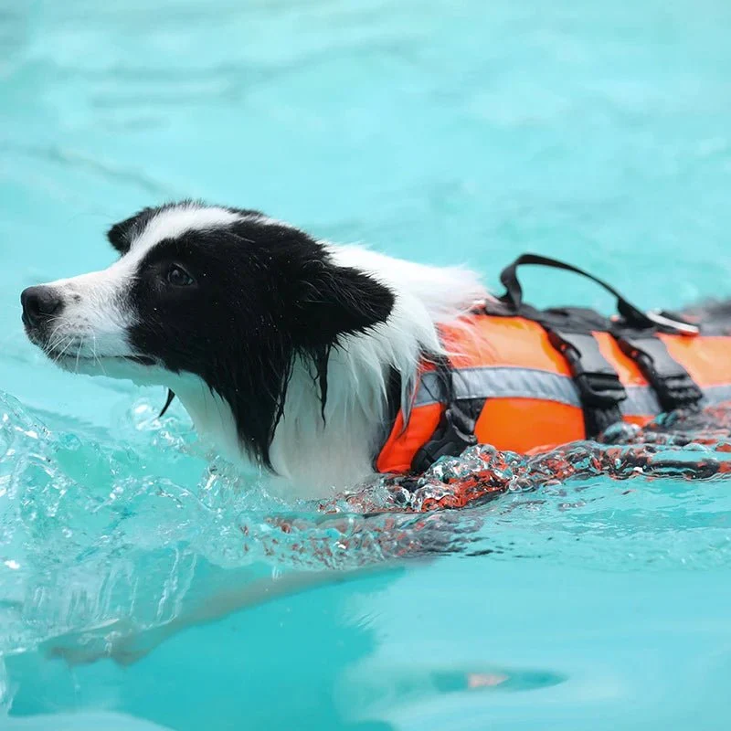 Gilet Sauvetage Réfléchissant Nage Chien
