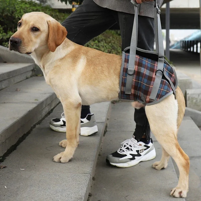 Harnais de Portage Soulagement Gros Chien