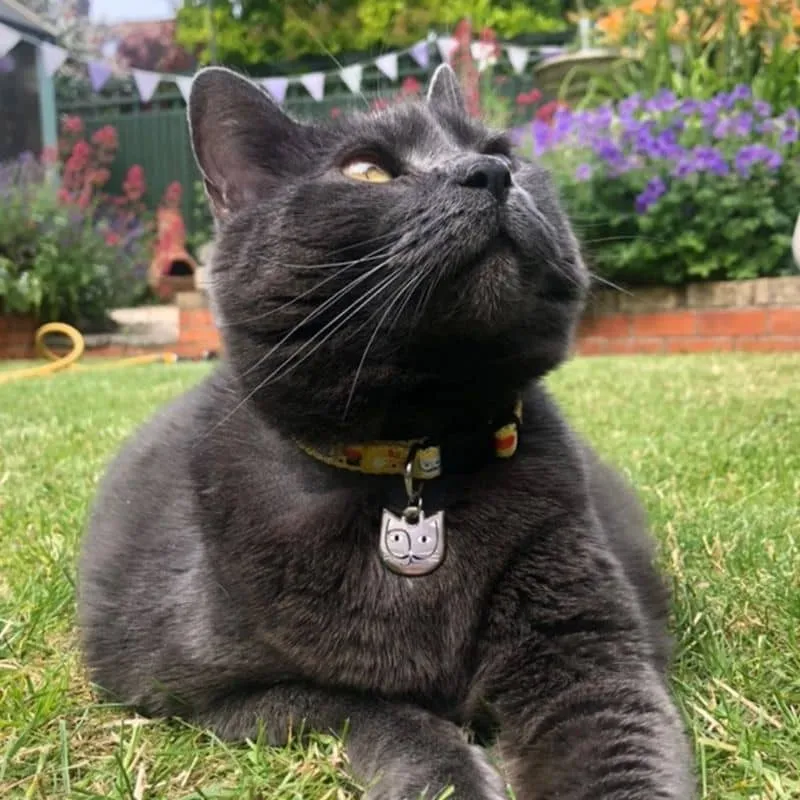 COLLIER POUR CHAT ARTY AVEC MÉDAILLE - SALVADOR CATLI 🎨