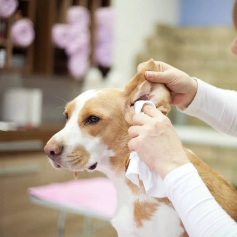 LOTION NETTOYANTE POUR LES OREILLES CLEAN EAR - POUR CHIEN
