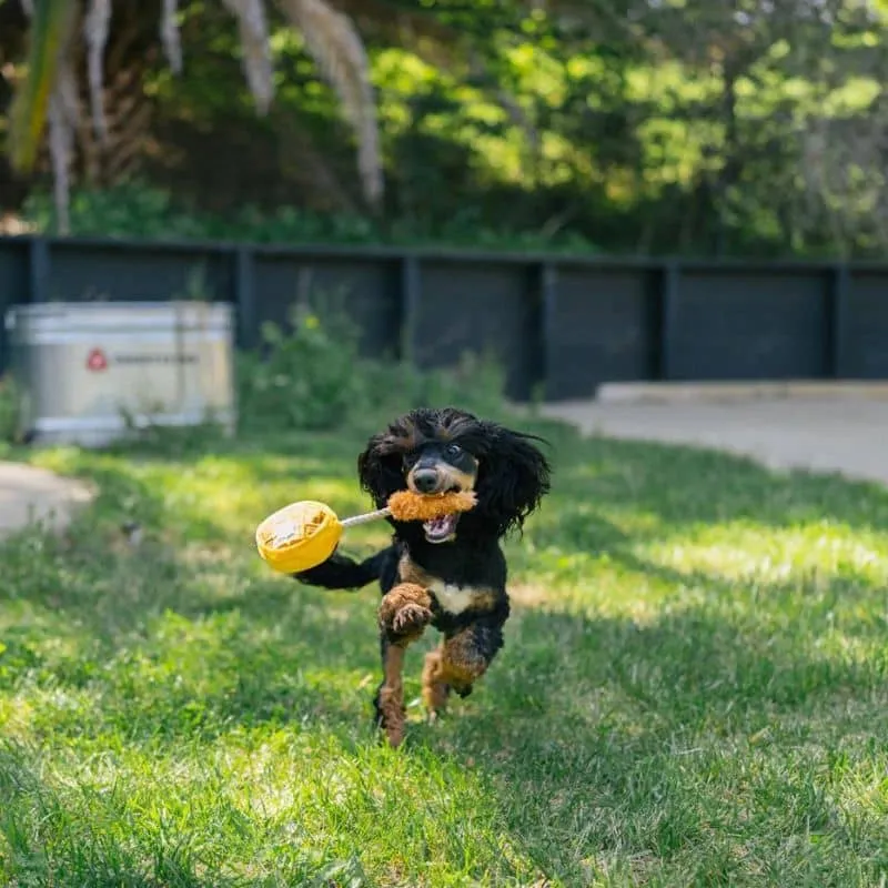 PELUCHE POUR CHIEN - GAUFRE AU POULET 🧇🍗 (2 TAILLES DISPO)