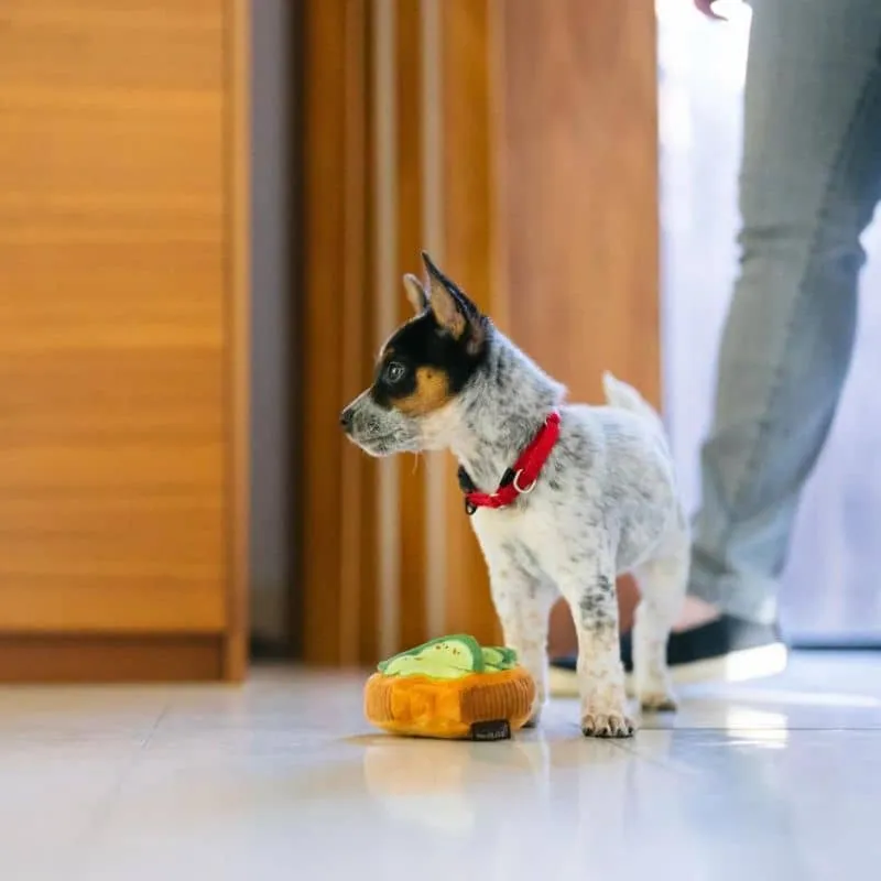 PELUCHE POUR CHIEN - TOAST À L'AVOCAT 🥑 (2 TAILLES DISPO)