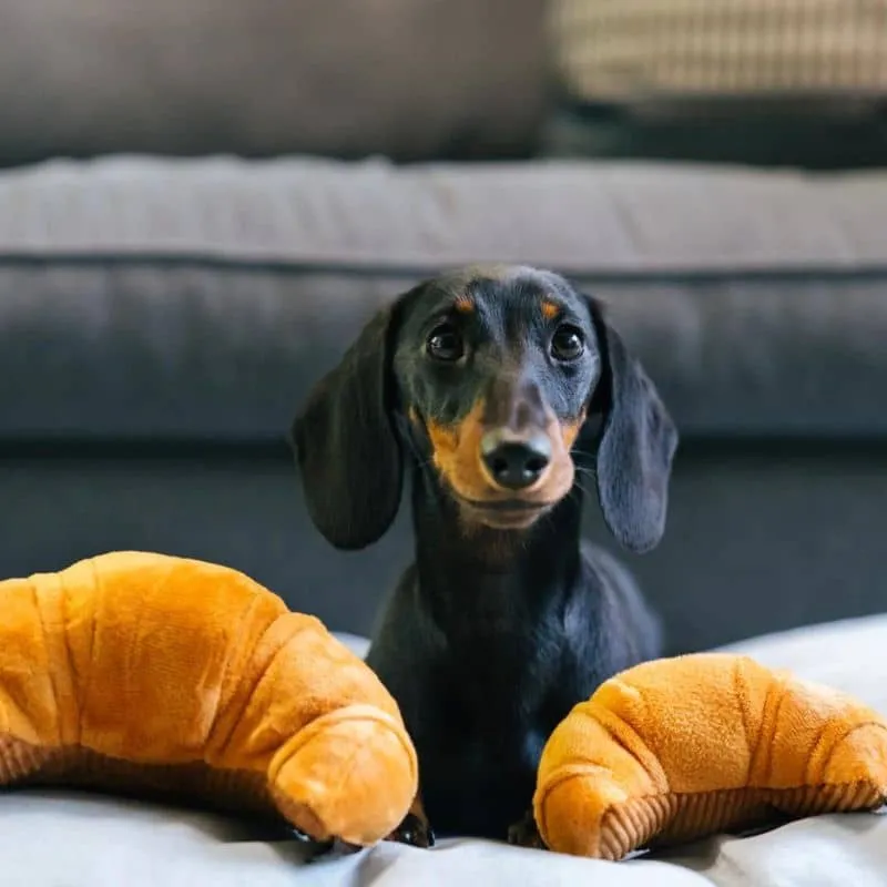PELUCHE POUR CHIEN - CROISSANT 🥐 (2 TAILLES DISPO)
