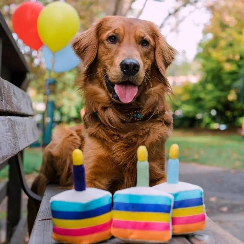 PELUCHE POUR CHIEN - GÂTEAU D'ANNIVERSAIRE 🎂 (2 TAILLES DISPO)
