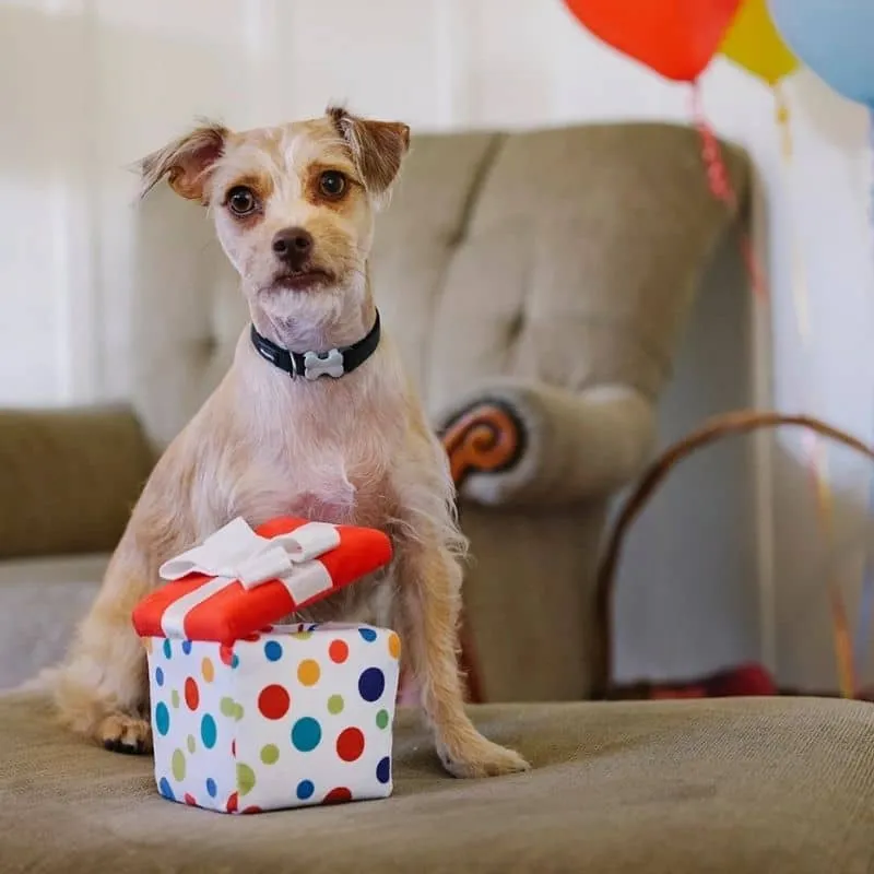 PELUCHE POUR CHIEN - CADEAU 🎁 (2 TAILLES DISPO)