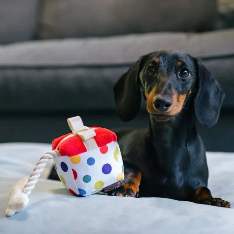 PELUCHE POUR CHIEN - CADEAU 🎁 (2 TAILLES DISPO)