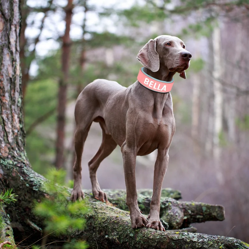 Collier Cuir Personnalisé Renforcé Gros Chien