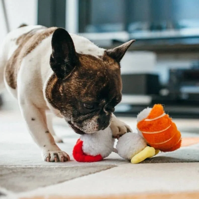 PELUCHE POUR CHIEN - SUSHI 🍣