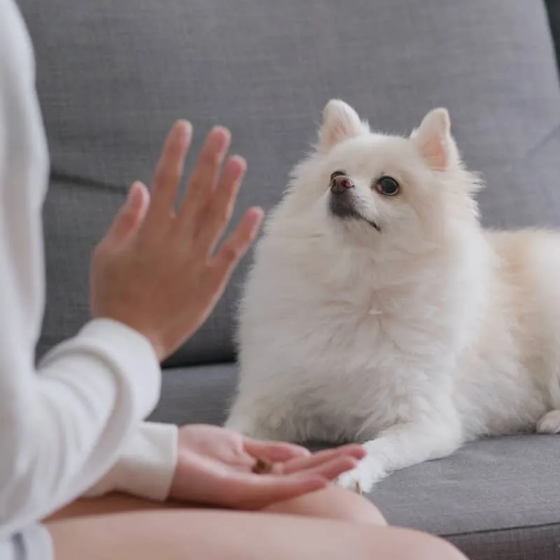 FRIANDISES D’ÉDUCATION POUR CHIEN - POISSON
