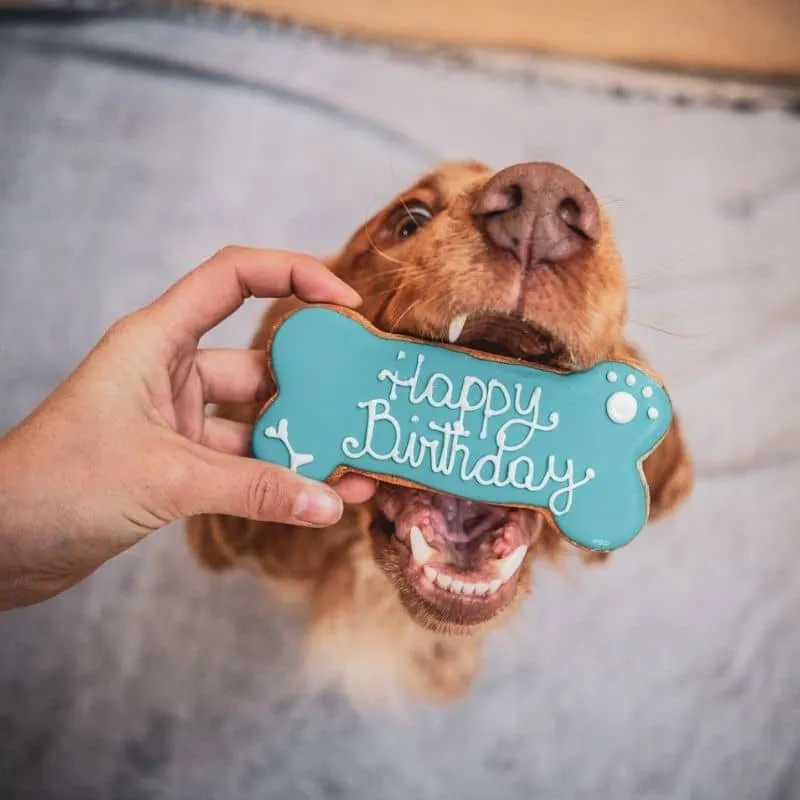 🎂 GÂTEAU D’ANNIVERSAIRE POUR CHIEN - BLEU