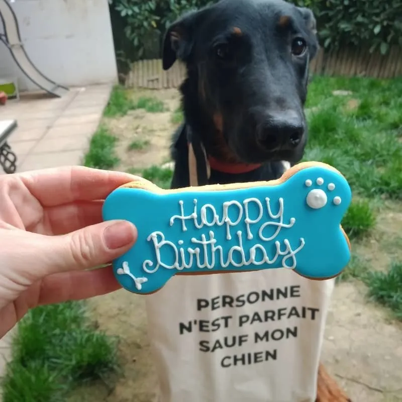 🎂 GÂTEAU D’ANNIVERSAIRE POUR CHIEN - BLEU