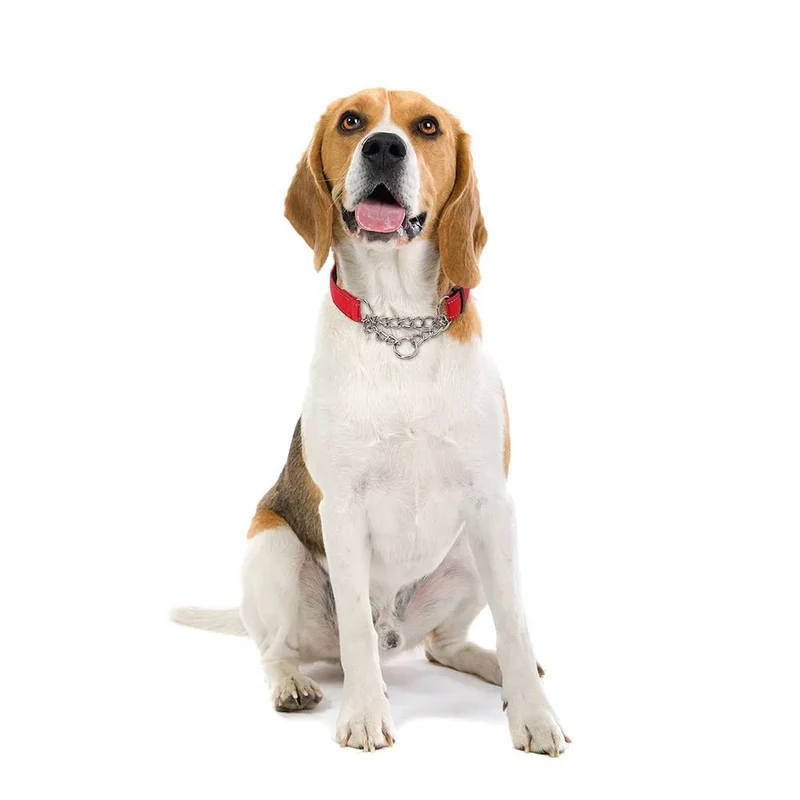 Collier Étrangleur Nylon Rouge Gros Chien