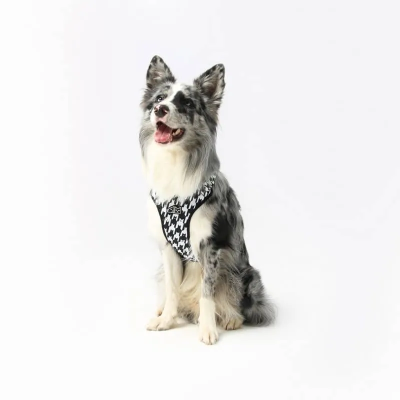 HARNAIS POUR CHIEN - PIED DE POULE DE CHIENS