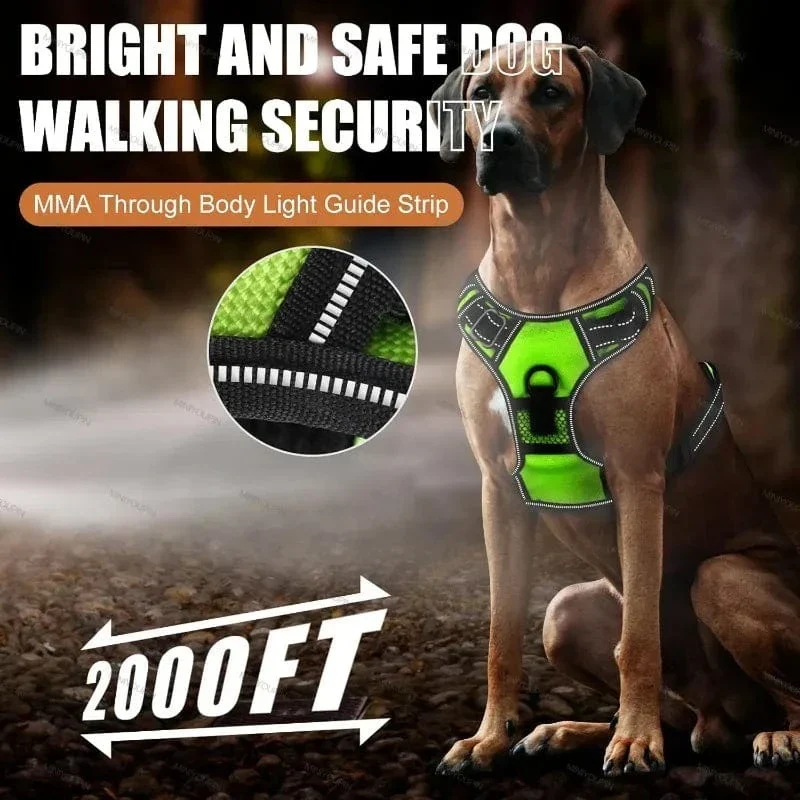 Harnais LED Lumineux Chien Sécurité Nuit