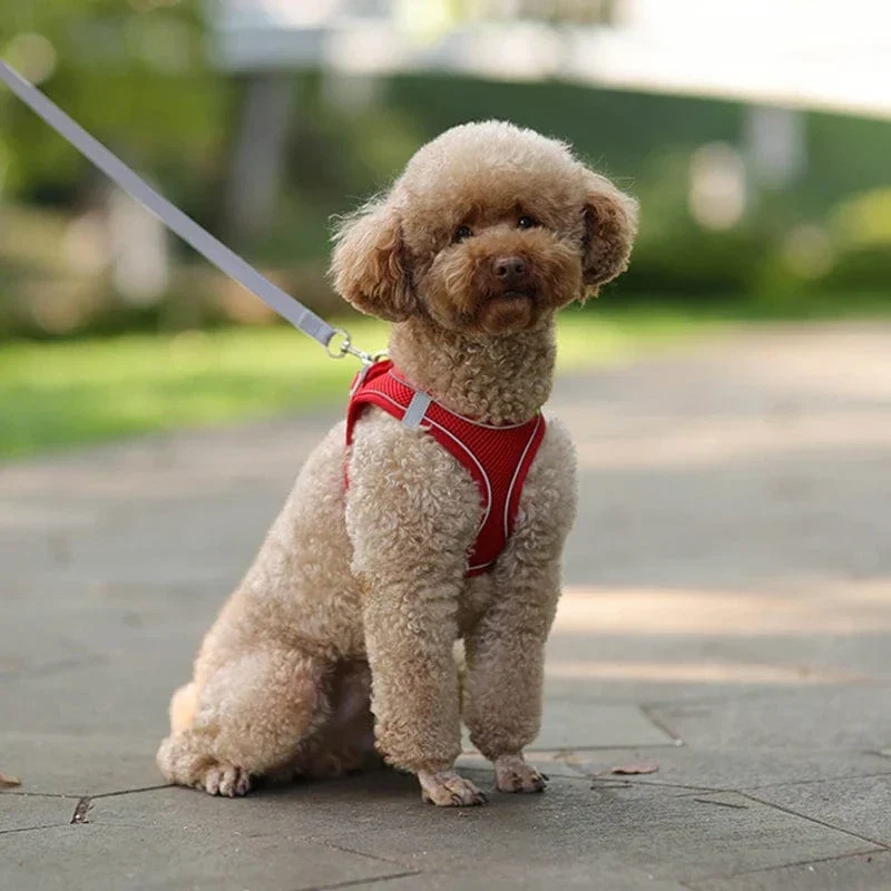 Harnais Ajustable Doux Chien avec Laisse