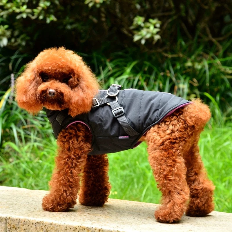 Manteau Rembourré Imperméable Chien XS-XXL