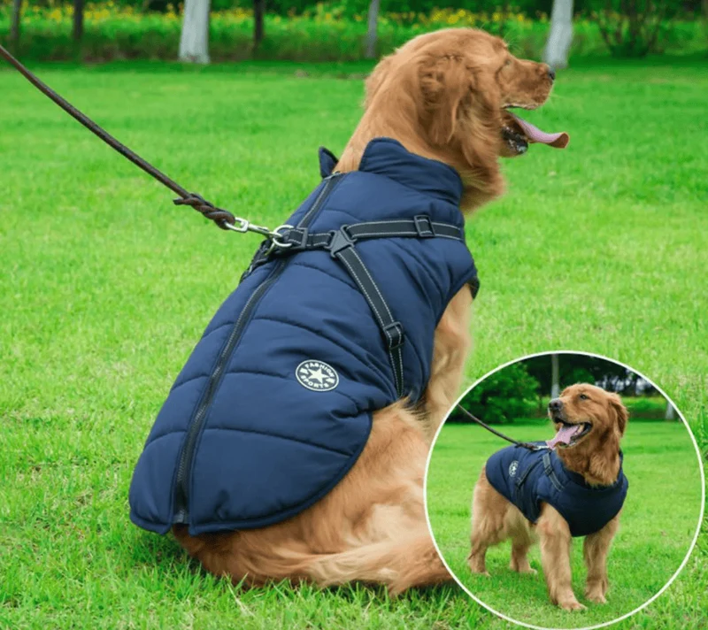 Veste Hiver Imperméable Chien Harnais Intégré