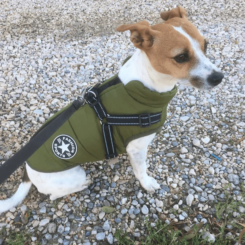 Veste Hiver Imperméable Chien Harnais Intégré