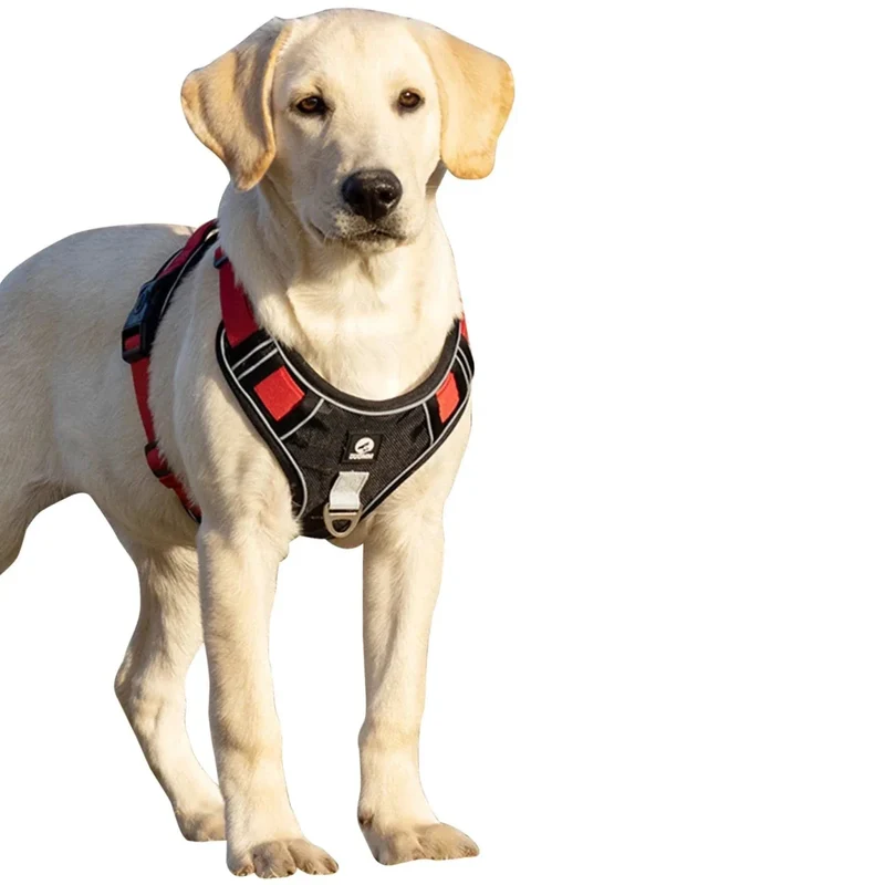 Harnais Chien Rembourré Forme Y Réglable