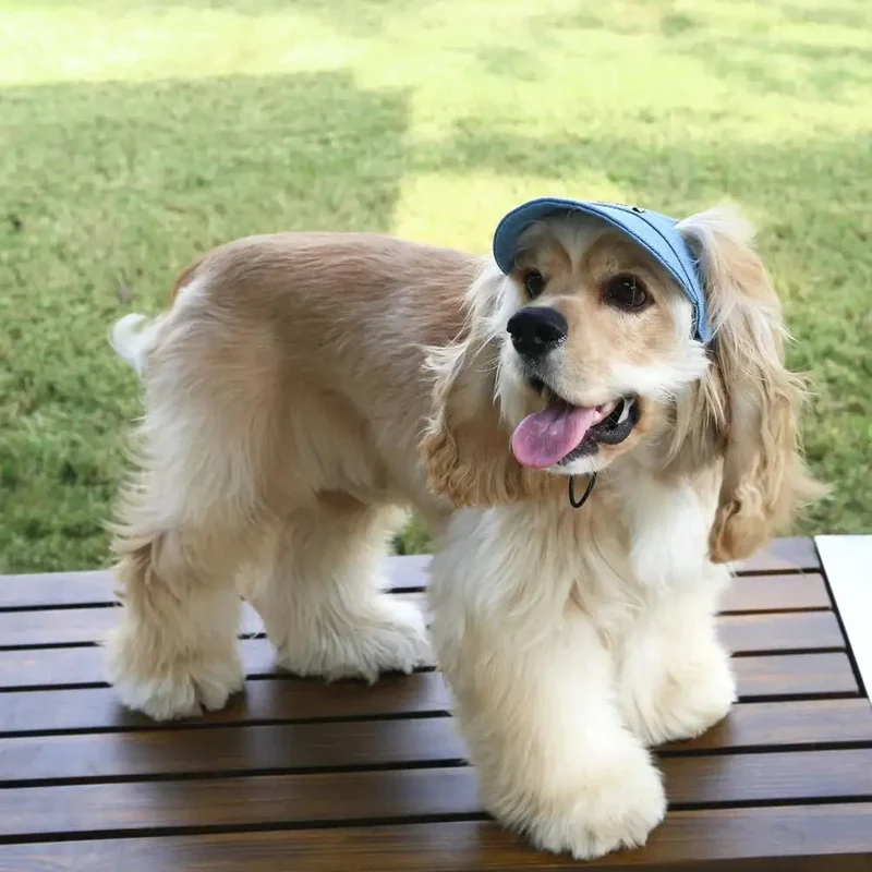 Casquette Sangle Réglable Chien Bleu
