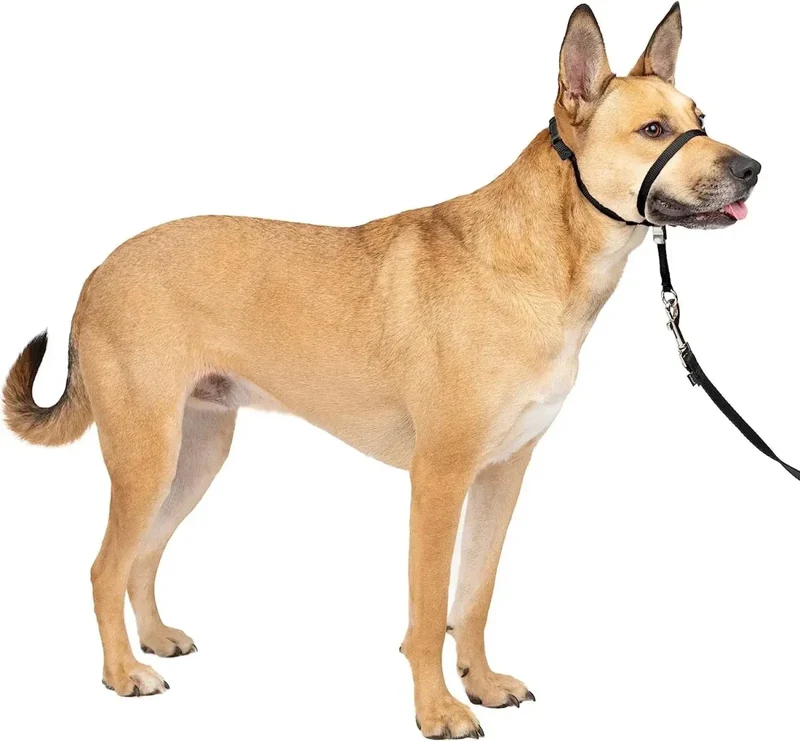 Licol Dressage Anti-Traction Gros Chien