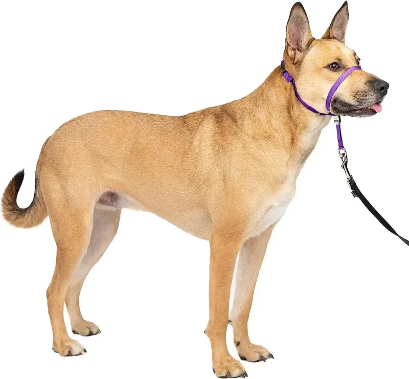 Licol Dressage Anti-Traction Gros Chien